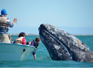 A friendly gray whale off the Pacific Coast of Baja California Sur